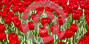 Red Tulip Flowers in the Spring