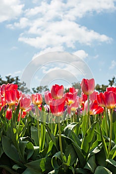 The red tulip flowers in Tesselaar tulip festival in Silvan town, Victoria state of Australia.