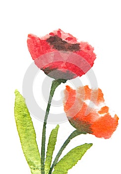 Red Tulip flowers , watercolor illustrator