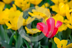 A red tulip in full bloom in a field of yellow flowers