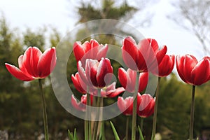 Red tulip