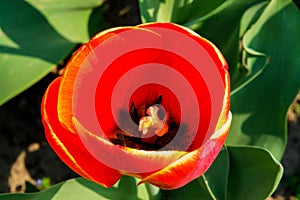 Red tulip glass lampshade flower