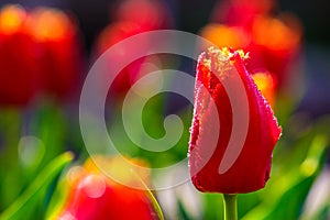 Red tulip on green blurred background