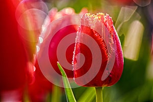 Red tulip on green blurred background