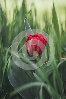 Red tulip in green grass