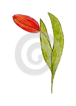 A red tulip with green leaves with a bent bud is drawn by hand. Isolated on white background. Design for postcards