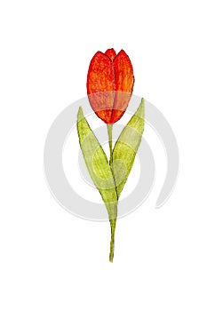 A red tulip with green leaves with a bent bud is drawn by hand. Isolated on white background. Design for postcards,