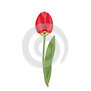 Red tulip with green stem and leaf Isolated on a white background. Vector illustration, spring flower icon