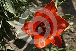 Red tulip growing in the garden