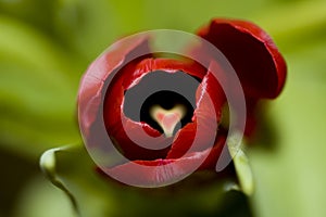 Red tulip with heart