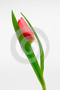 Red tulip isolated