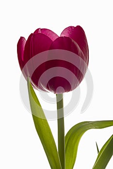 Red tulip isolated white background