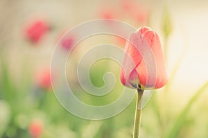 Red tulip on its petal in a garden/red tulip grows in a garden i