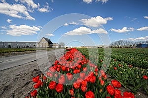 Red tulip landscape in holland