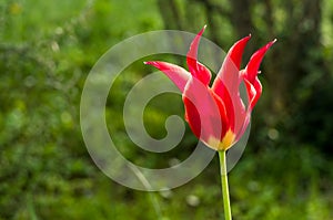 red tulip lily blossom on a green blurry background