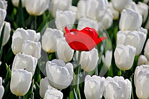 red tulip lost in row of white tulips in sunlight in rows in a l