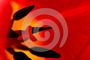 Red tulip macro