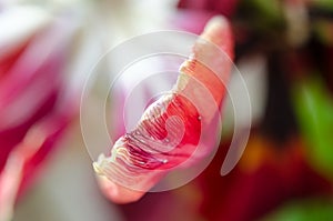 Red tulip macro