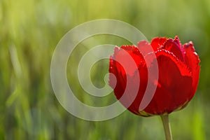 Red tulip macro on green blurred background banner. Macro nature spring flower