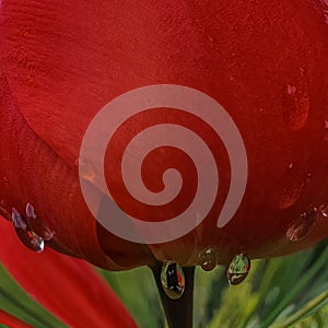 red tulip macro with rain droplets abstract creative background. Copy space, greeting card, postcard, banner, cover