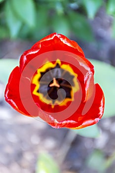 Red tulip macro