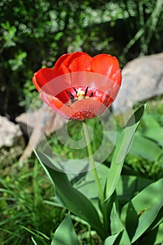 Red tulip with matutinal dew