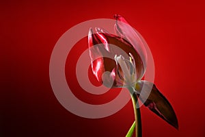 Red tulip with one withered petal opening the view to stamen and pistil, dark red background, love symbol or concept for become