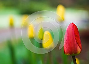 Red tulip among the others