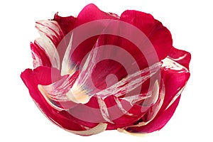 Red tulip petal closeup