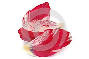 Red tulip petal closeup