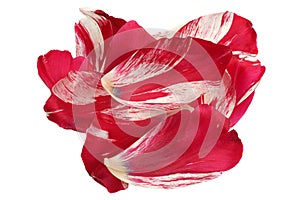 Red tulip petal closeup