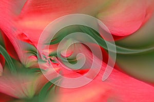 Red tulip petals and green leaf abstract