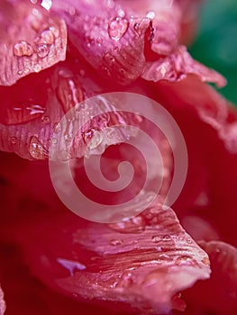 Red Tulip petals with rain water drops macro close-up. Empty space for insertion