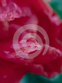 Red Tulip petals with rain water drops macro close-up. Empty space for insertion