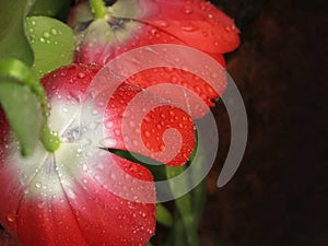 red tulip petals with water drops. red tulip flower after raining