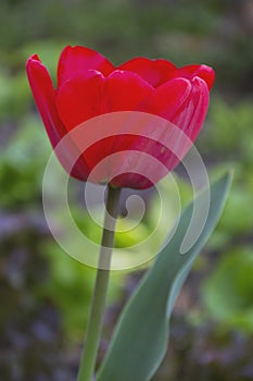 Red tulip. Portrait tulip. Background. Tulip row