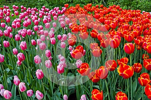 Red tulip power play and pink tulip dutch design flowers