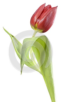 A red tulip, like an opera singer