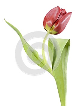 A red tulip, like an opera singer