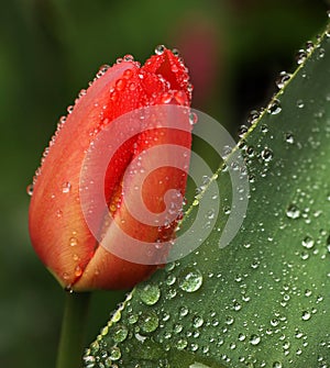 Red tulip after rain