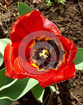 Red tulip after rain close up. View from above.