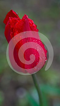 Red tulip with rain drops