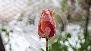 Red tulip snow covered closeup