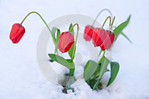 Red tulip in snow, sunny, morning shot