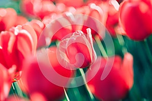 A red tulip among soft focused field of tulips
