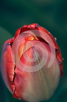 Red tulip splashed morning in the garden