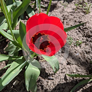 Red tulip on a spring day