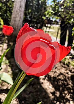 Red tulip on a spring day