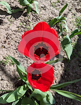 Red tulip on a spring day