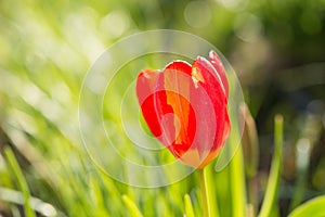 Red Tulip - Spring Garden